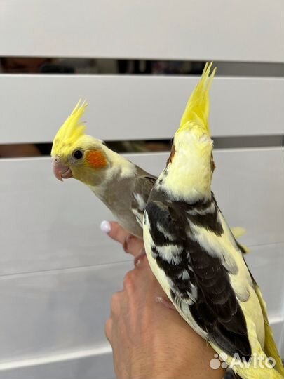 Попугай птенцы