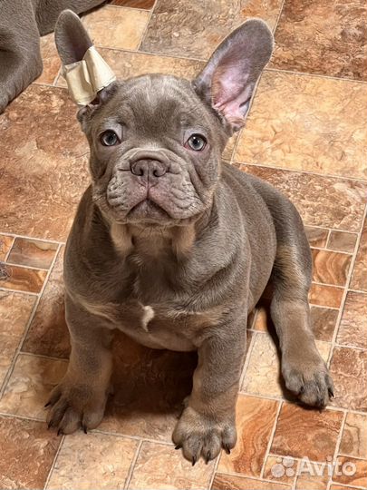 Девочка Изабелла тан