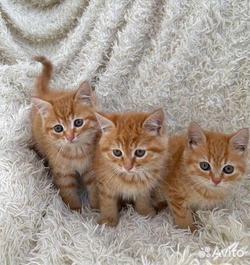 Котята шотландской кошки