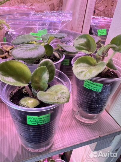 Детки сортовых фиалок