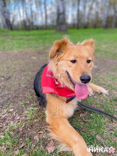 Собака в добрые руки