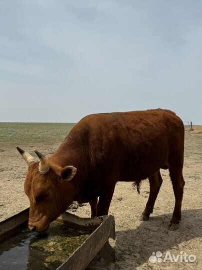 Быки на племя