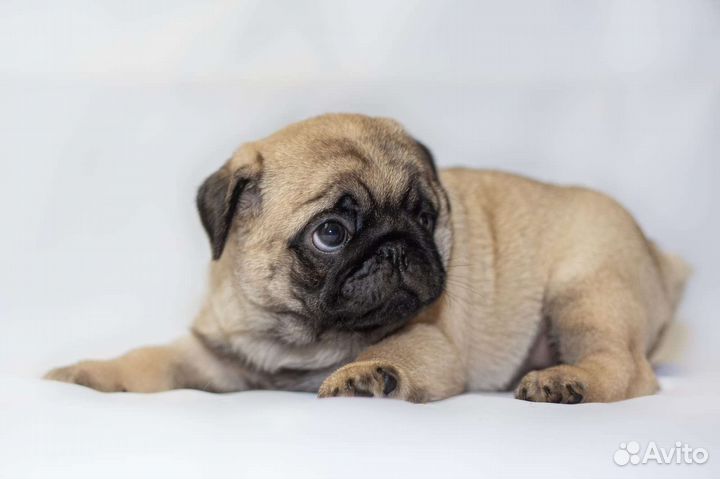Щенки мопса