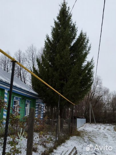 Ель новогодняя живая