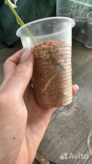 Монстера эллоу сплэш