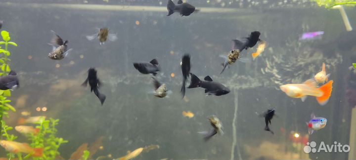 Моллинезия сфенопс чёрная лира