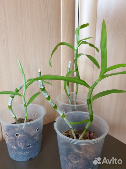 Орхидея дендробиум нобиле