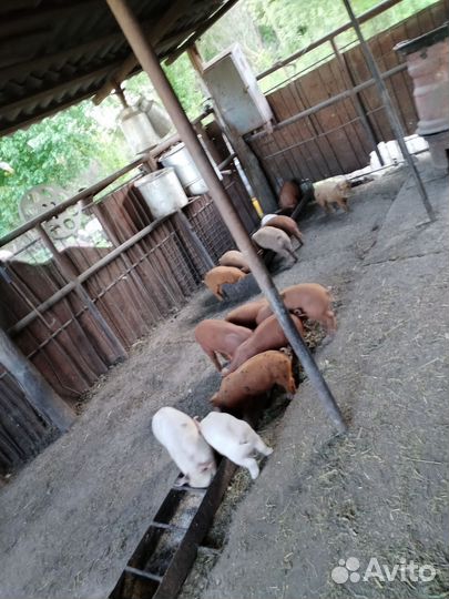 Поросенок дюрки