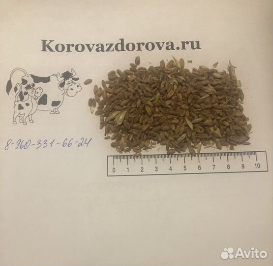 Пшеница фуражная урожай 2022 озимая