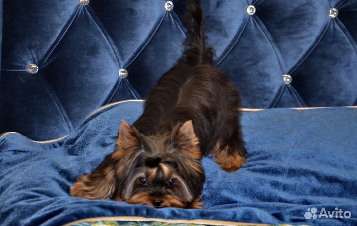 Йорк мини и супер мини малыши подрощеные