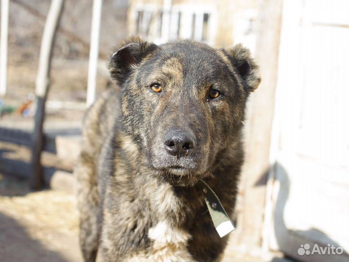 Амур. Собака бесплатно