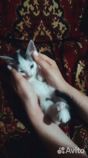 Котенок в добрые руки бесплатно
