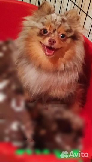 Взрослая девочка шпица