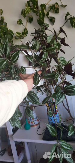 Крассула голум, комнатные растения