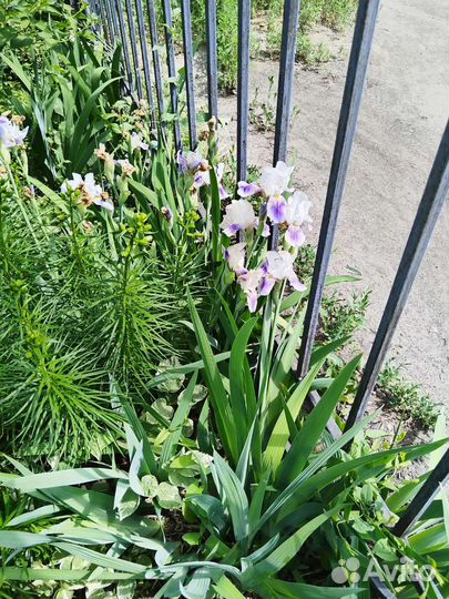 Многолетние растения