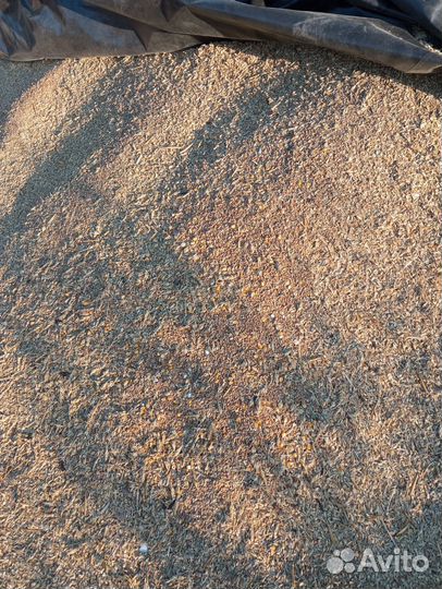 Зерноотоды