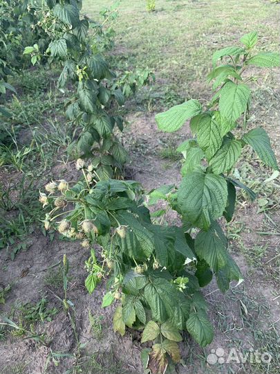 Саженцы ремонтантной малины