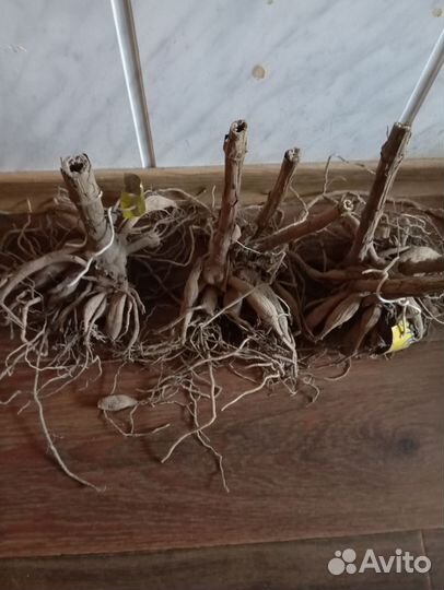 Георгины клубни