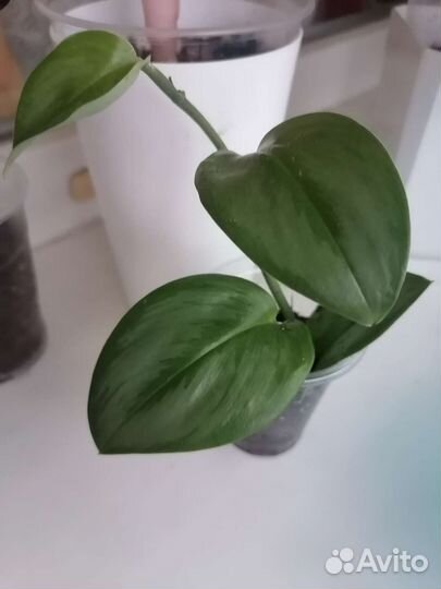 Эпипремнум пиннатум вар. и сциндапсус Moonlight