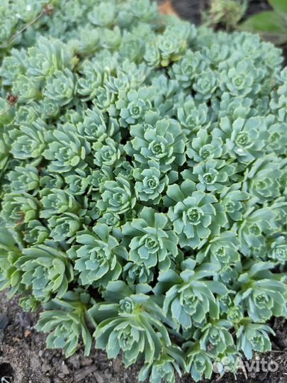 Очиток (седум) толстоветвистый Опал