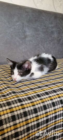 Котенок мальчик