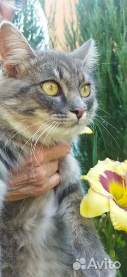 Лиза ищет родителей