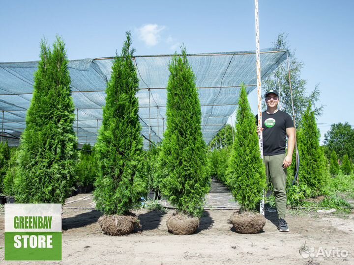 Туи смарагд 160 см