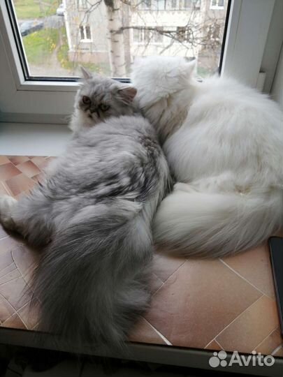 Бинокль мощный