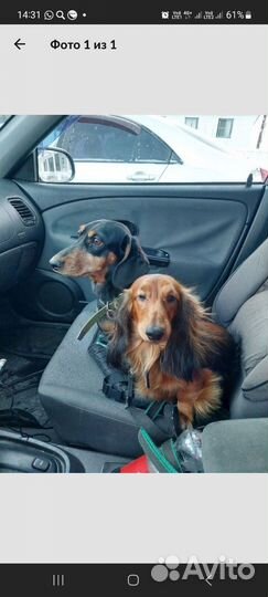 Щенки таксы