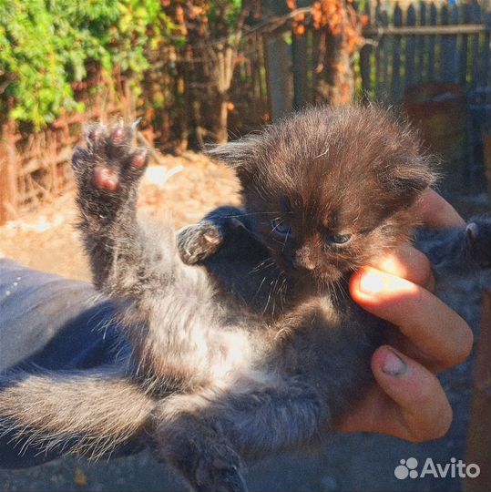 Котята возраст 3 недели в добрые руки