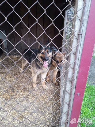 Щенок Немецкая овчарка.Мальчик