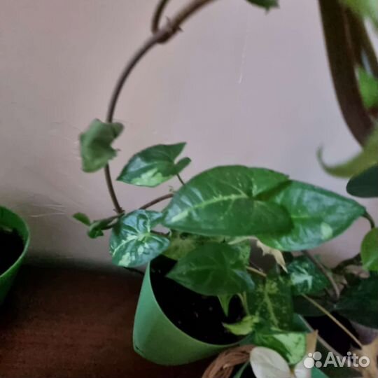 Комнатные растения, цветы