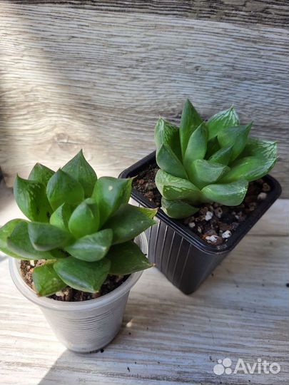 Кактусы и Суккуленты