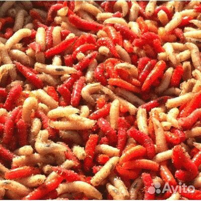 Опарыш, черви оптом