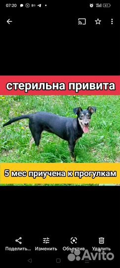 Щенки собачки