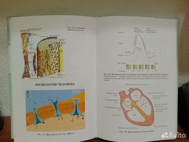 Практическая биология для олимпиадников