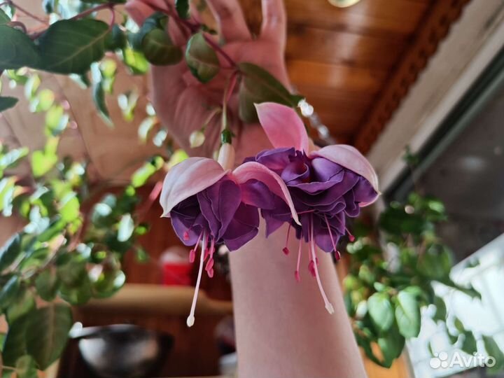 Фуксия сортовая и бакопа