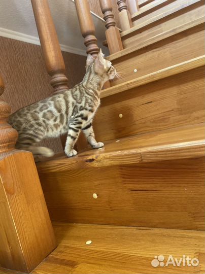 Бенгальские котята