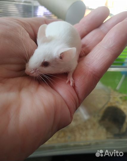 Кариковые декоративные мышки-малышки