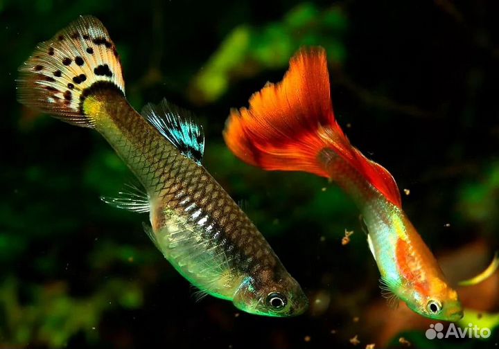 Рыбки гуппи