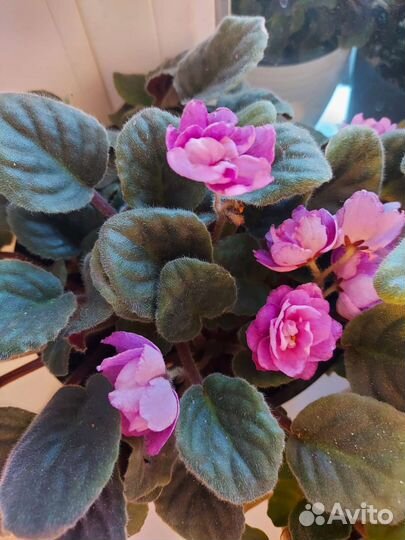 Сортовые фиалки