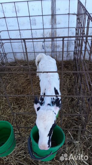 Телята бычки тёлки