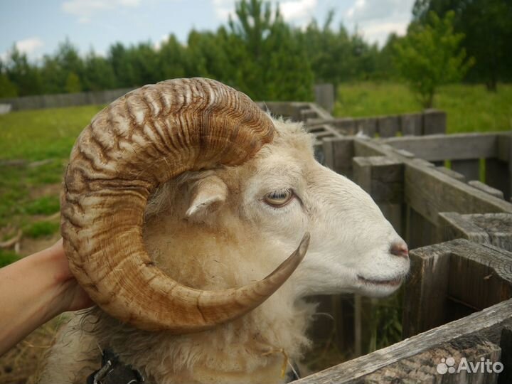 Мини барашки