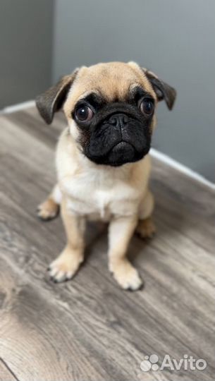 Щенок Мопс