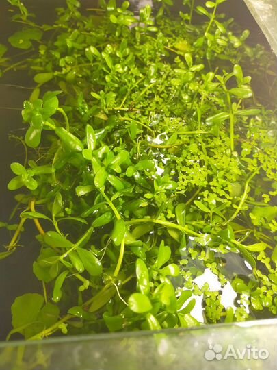 Аквариумные растения