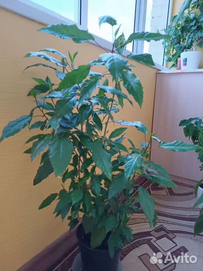 Гибискус пестролистный