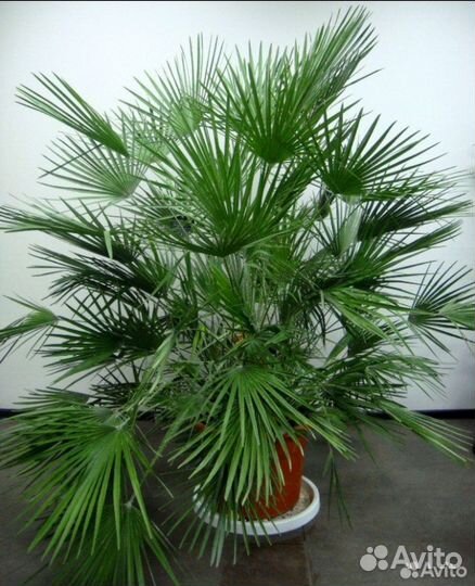 Пальма веерная Хамеропс приземистый