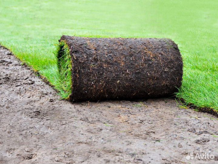 Рулонный газон с укладкой