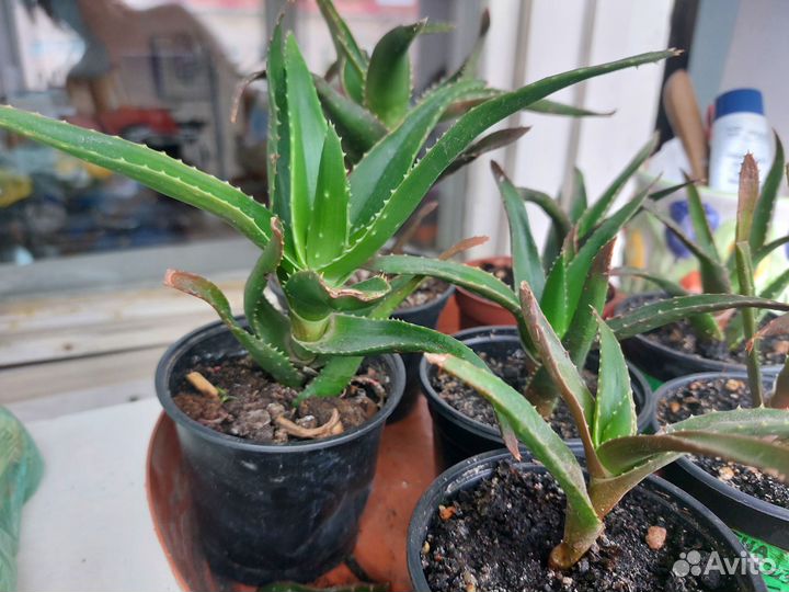 Алое вера лечебное