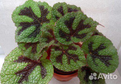 Бегония мэсона